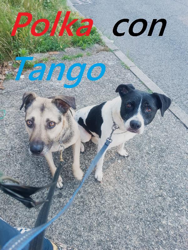 Polka dolcissima cagnoletta del 2020 Foto 7